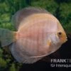 Diskusfisch ASIA-NZ, Symphysodon Discus Snow White