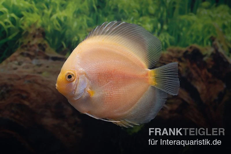 Diskusfisch ASIA-NZ, Symphysodon Discus Snow White 2 Diskusfisch ASIA-NZ, Symphysodon Discus Snow White – Bild 2