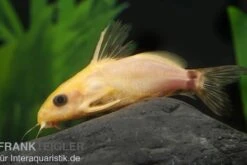 Goldfarbener Fiederbartwels, Synodontis Nigrita Gold