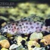 Kamerun-Fiederbartwels, Synodontis Velifer
