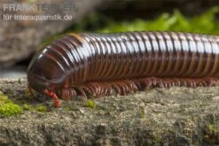 Westafrikanischer Tausendfüßer, Telodeinopus Assiensis -Boutique-Tierhandlung Telodeinopus assiensis westafrikanischer Tausendfue
