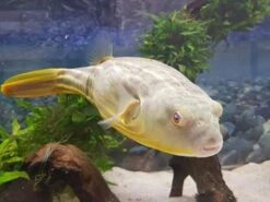 Nilkugelfisch, Tetraodon Fahaka (lineatus) -Boutique-Tierhandlung Tetraodon fahaka 1