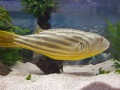 Nilkugelfisch, Tetraodon Fahaka (lineatus) -Boutique-Tierhandlung Tetraodon fahaka 2