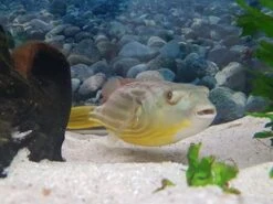 Nilkugelfisch, Tetraodon Fahaka (lineatus) -Boutique-Tierhandlung Tetraodon fahaka 3