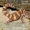 Texas-Krallengecko, Coleonyx Brevis