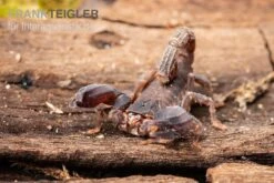 Thailand Zwergskorpion, Chaerilus Sp. Thailand