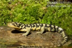 Tigersalamander, Ambystoma Tigrinum Tigrinum -Boutique-Tierhandlung Tigersalamander Ambystoma tigrinum tigrinum1