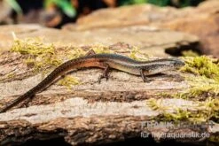 Togo-Skink, Panaspis Togoensis -Boutique-Tierhandlung Togo Skink Panaspis togoensis 3