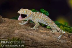 Tokeh, Gekko Gecko -Boutique-Tierhandlung Tokeh Gekko gecko 3