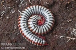 Regenbogentausendfüßer, Tonkinbolus Dollfusi -Boutique-Tierhandlung Tonkinbolus dollfusi 10