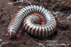 Regenbogentausendfüßer, Tonkinbolus Dollfusi -Boutique-Tierhandlung Tonkinbolus dollfusi 11