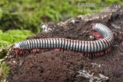 Regenbogentausendfüßer, Tonkinbolus Dollfusi -Boutique-Tierhandlung Tonkinbolus dollfusi 16