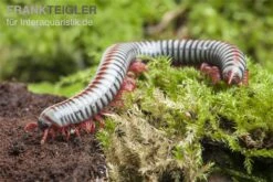 Regenbogentausendfüßer, Tonkinbolus Dollfusi -Boutique-Tierhandlung Tonkinbolus dollfusi 19