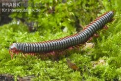 Regenbogentausendfüßer, Tonkinbolus Dollfusi -Boutique-Tierhandlung Tonkinbolus dollfusi 2