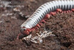 Regenbogentausendfüßer, Tonkinbolus Dollfusi -Boutique-Tierhandlung Tonkinbolus dollfusi 20