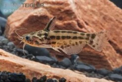 Trugdornwels "Woodcat", Trachelyichthys Exilis -Boutique-Tierhandlung Trachelyichthys exilis 4