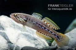 Tüpfelgrundel, Mogurnda Mogurnda