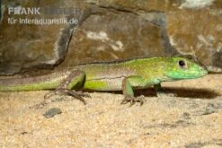 Tüpfelrennechse, Cnemidophorus Lemniscatus -Boutique-Tierhandlung Tuepfelrennechse Cnemidophorus lemniscatus 2