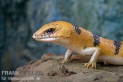 Tunesischer Nachtskink, Scincopus Fasciatus 8 Tunesischer Nachtskink, Scincopus Fasciatus -Boutique-Tierhandlung Tunesischer Nachtskink Scincopus fasciatus 3