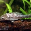 Vampir-Otocinclus, Nannoptopoma Sternoptychum
