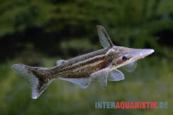 Vittatus-Wels, Ageneiosus Vittatus