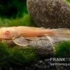 Wabenschilderwels Albino, Glyptoperichthys Gibbiceps