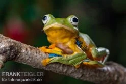 Wallace-Flugfrosch, Rhacophorus Nigropalmatus -Boutique-Tierhandlung Wallace Flugfrosch Racophorus nigropalmatus 3