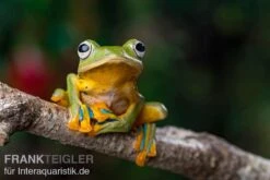 Wallace-Flugfrosch, Rhacophorus Nigropalmatus -Boutique-Tierhandlung Wallace Flugfrosch Racophorus nigropalmatus 4