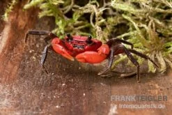 Wasserfall-Krabbe, Phricothelphusa Limula -Boutique-Tierhandlung Wasserfall Krabbe Phricothelphusa limula 3