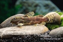 Waterlots Fiederbartwels, Synodontis Waterloti -Boutique-Tierhandlung Waterlots Fiederbartwels Synodontis waterloti neu 1