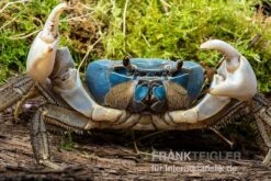 Weihnachtsinsel-Krabbe, Discoplax Celeste -Boutique-Tierhandlung Weihnachtsinsel Krabbe Discoplax celeste 3