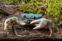 Weihnachtsinsel-Krabbe, Discoplax Celeste -Boutique-Tierhandlung Weihnachtsinsel Krabbe Discoplax celeste 4