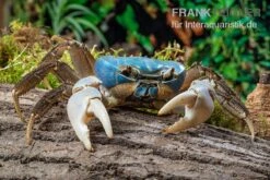 Weihnachtsinsel-Krabbe, Discoplax Celeste -Boutique-Tierhandlung Weihnachtsinsel Krabbe Discoplax celeste 5