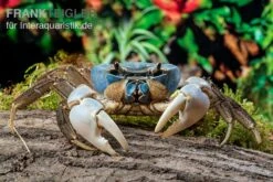 Weihnachtsinsel-Krabbe, Discoplax Celeste -Boutique-Tierhandlung Weihnachtsinsel Krabbe Discoplax celeste 6