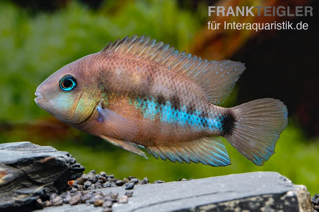 Weinrotflossiger Buntbarsch, Cryptoheros Cutteri 1 Weinrotflossiger Buntbarsch, Cryptoheros Cutteri