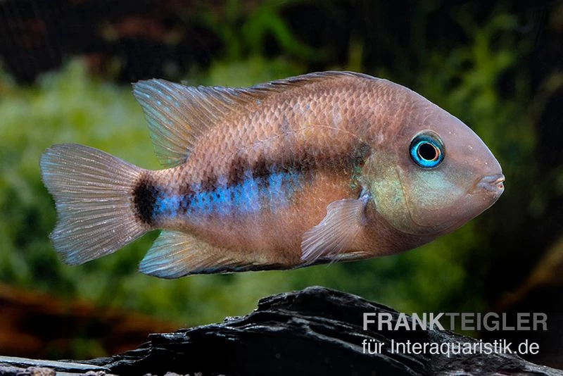 Weinrotflossiger Buntbarsch, Cryptoheros Cutteri 2 Weinrotflossiger Buntbarsch, Cryptoheros Cutteri – Bild 2