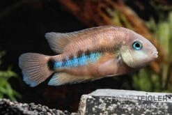 Weinrotflossiger Buntbarsch, Cryptoheros Cutteri 6 Weinrotflossiger Buntbarsch, Cryptoheros Cutteri -Boutique-Tierhandlung Weinrotflossiger Buntbarsch Cryptoheros cutteri 3