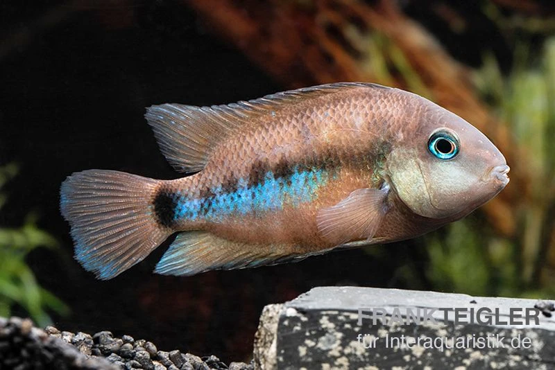 Weinrotflossiger Buntbarsch, Cryptoheros Cutteri 3 Weinrotflossiger Buntbarsch, Cryptoheros Cutteri – Bild 3