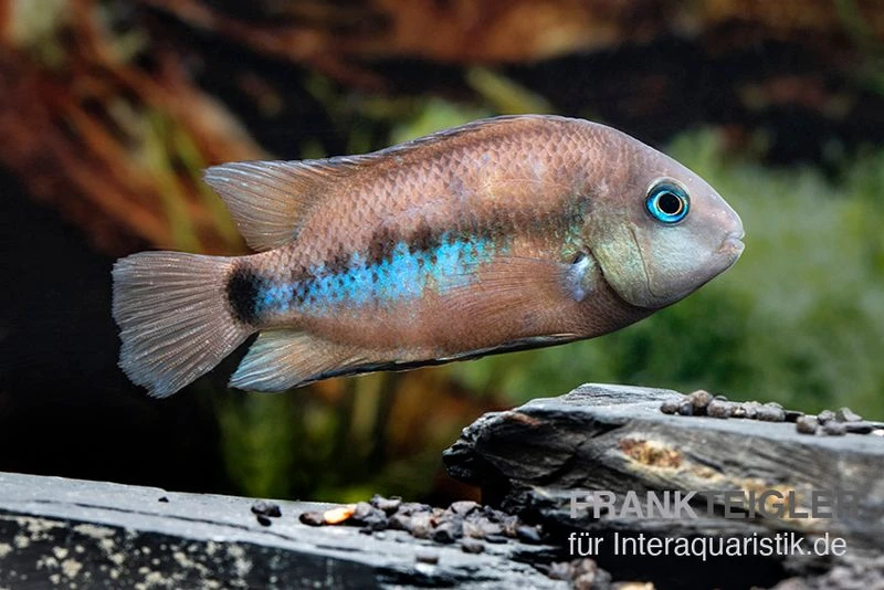 Weinrotflossiger Buntbarsch, Cryptoheros Cutteri 4 Weinrotflossiger Buntbarsch, Cryptoheros Cutteri – Bild 4