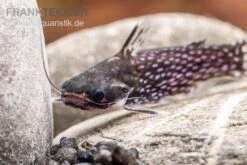 Weißpunkt-Trugdornwels, Tatia Intermedia -Boutique-Tierhandlung Weisspunkt Trugdornwels Tatia intermedia 1