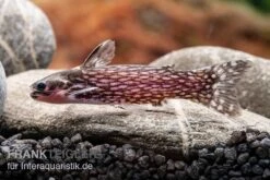 Weißpunkt-Trugdornwels, Tatia Intermedia -Boutique-Tierhandlung Weisspunkt Trugdornwels Tatia intermedia 2