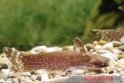 Weißpunkt-Trugdornwels, Tatia Intermedia -Boutique-Tierhandlung Weisspunkt Trugdornwels Tatia intermedia neu 2