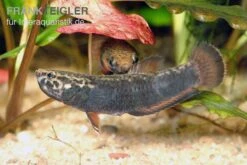 Weißsaum-Zwergkampffisch, Betta Albimarginata -Boutique-Tierhandlung Weisssaum Zwergkampffisch Betta albimarginata 3