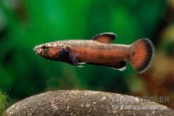 Weißsaum-Zwergkampffisch "Sebuku", Betta Albimarginata "Sebuku" -Boutique-Tierhandlung Weisssaum Zwergkampffisch Sebuku Betta albimarginata Sebuku 3