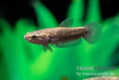 Weißsaum-Zwergkampffisch "Sebuku", Betta Albimarginata "Sebuku" -Boutique-Tierhandlung Weisssaum Zwergkampffisch Sebuku Betta albimarginata Sebuku 4