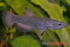 Weißsaum-Zwergkampffisch "Malinau", Betta Albimarginata "Malinau", Paarweise -Boutique-Tierhandlung Weisssssaum Zwergkampffisch Malinau Betta albimarginata Malinau 3