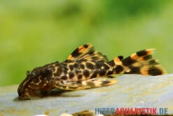 Wels L91 Orangesaum-Rüsselzahnwels, Leporacanthicus Triactis