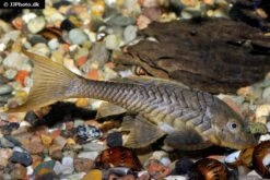 Wels L152 Orinoko-Tannenzapfenwels, Pseudorinelepis Genibarbis -Boutique-Tierhandlung Wels L 152 Orinoko Tannenzapfenwels Pseudorinelepis genibarbis 3
