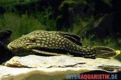 Wels L 330 Panaque Spec -Boutique-Tierhandlung Wels L 330 Panaque spec neu 2