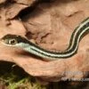 Westliche Bändernatter, Thamnophis Proximus
